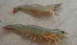 爆料人工养殖海虾视频,视频曝光养殖过程全纪录